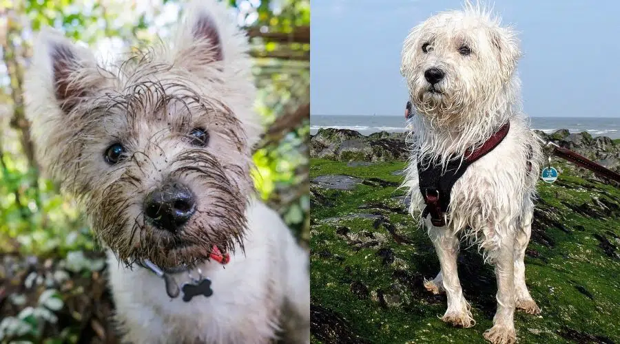 Dos perros pequeños y esponjosos blancos mojados