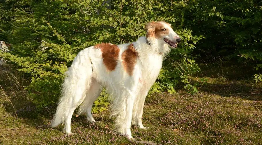 Perro blanco y marrón de pie en la hierba