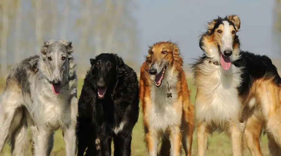 4 Borzoi en varios abrigos y colores.