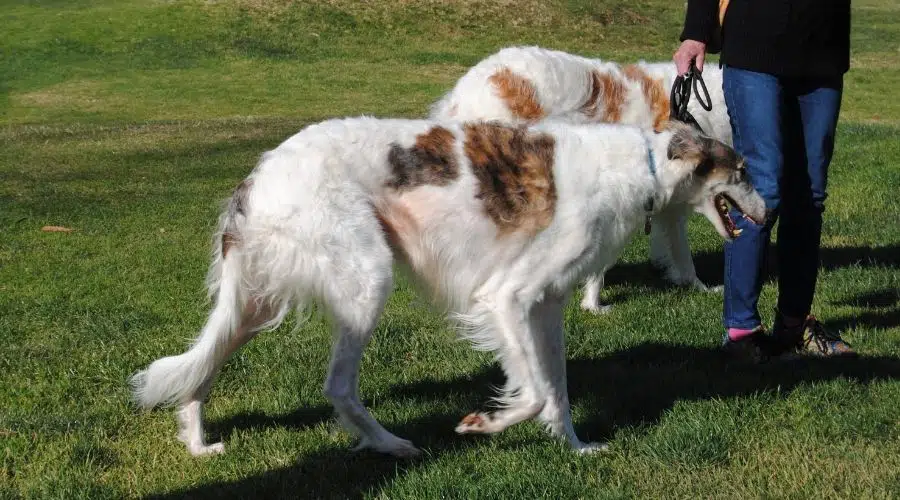 Dos perros corriendo y jugando.