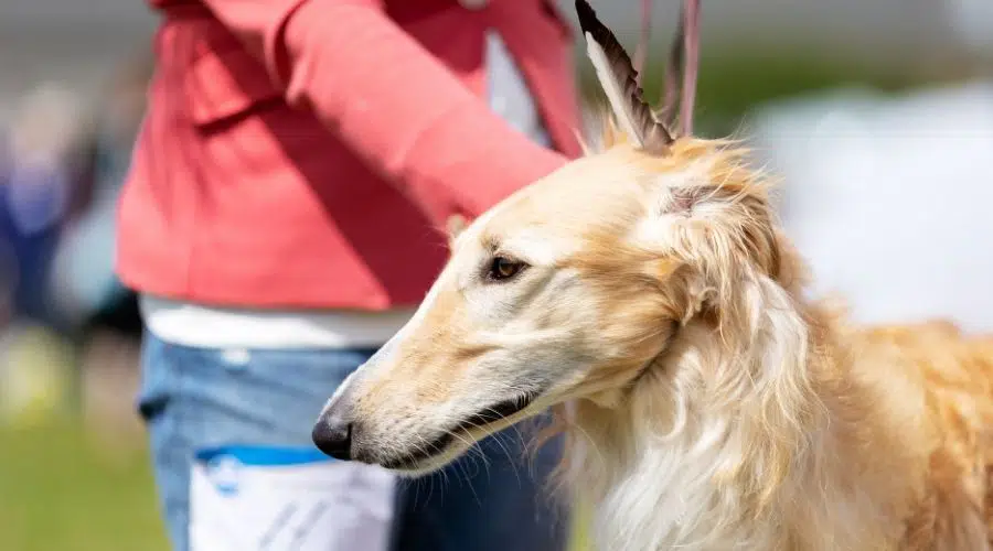 Borzoi con entrenador con correa