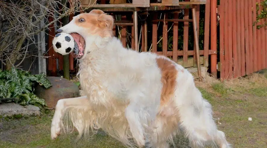 Perro jugando con una pelota