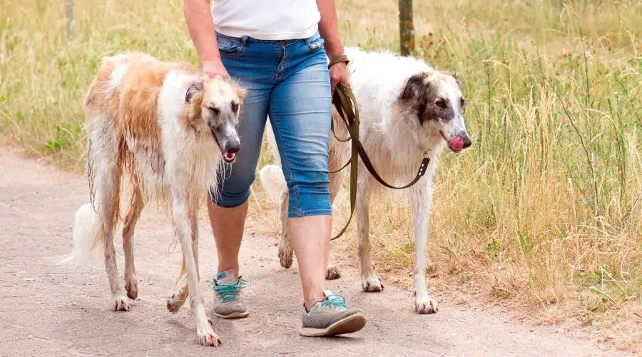 Dos perros caminando con dueño en un camino