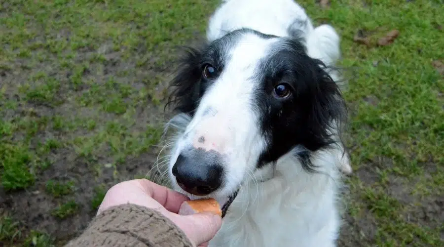 Perro comiendo golosina de la mano de una persona