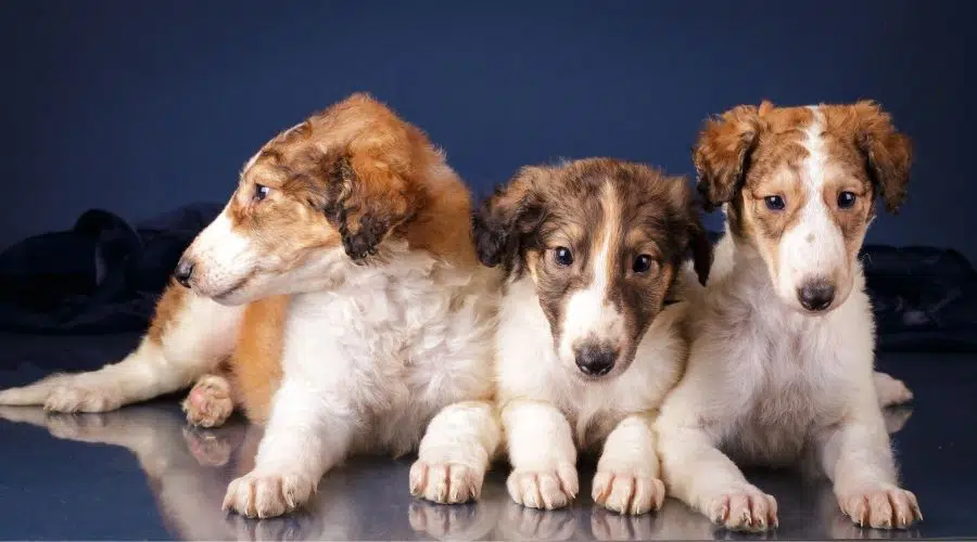 3 cachorros borzoi