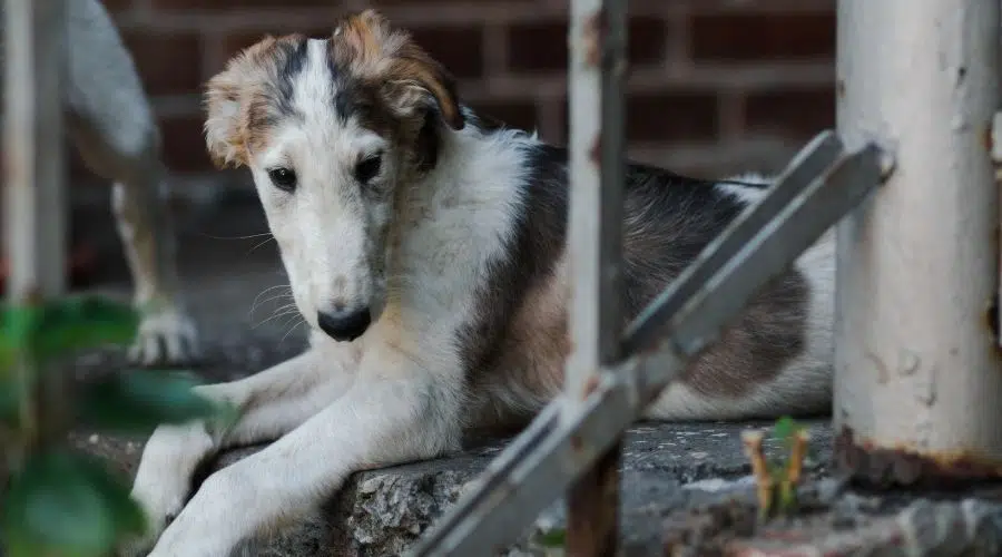 Perro de rescate sentado en la calle