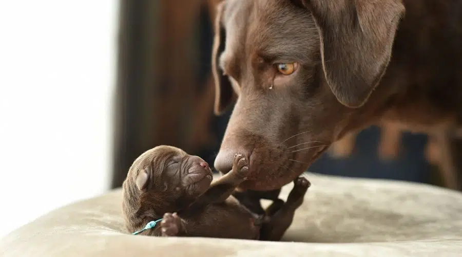 Labrador Retriever mamá y cachorro