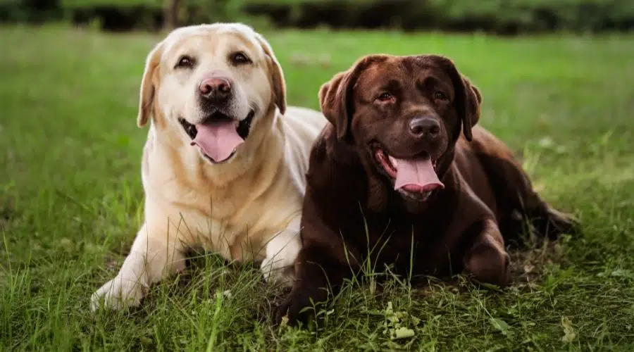 Labrador Retriever en hierba