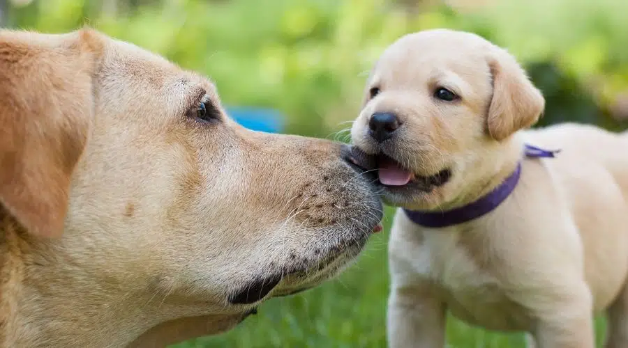 Labrador Retriever y cachorro