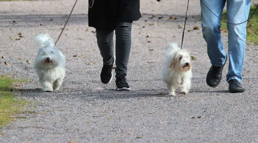 Dos perros blancos y esponjosos caminando con correa