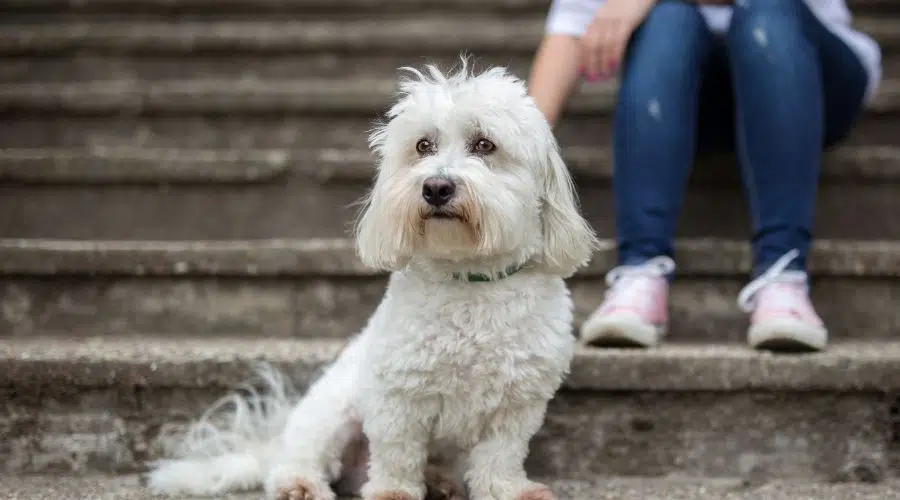 Perro pequeño blanco mascota por persona en pasos