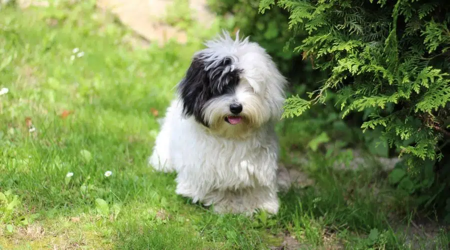 Perro esponjoso blanco y negro