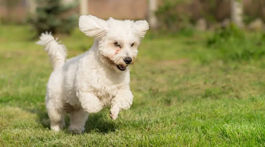 Pequeño perro blanco y esponjoso corriendo