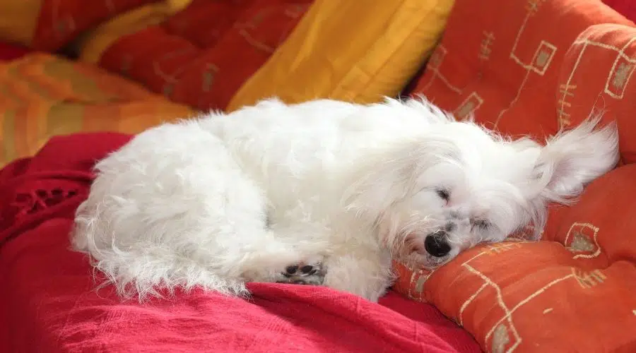 Perro blanco durmiendo sobre una manta roja