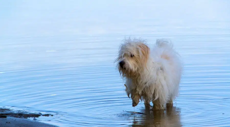 Pequeño perro blanco en agua