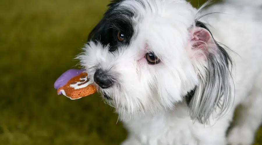 Perro blanco con mancha negra comiendo galleta