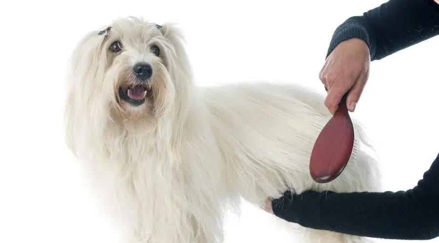 Perro blanco con pelo largo siendo arreglado