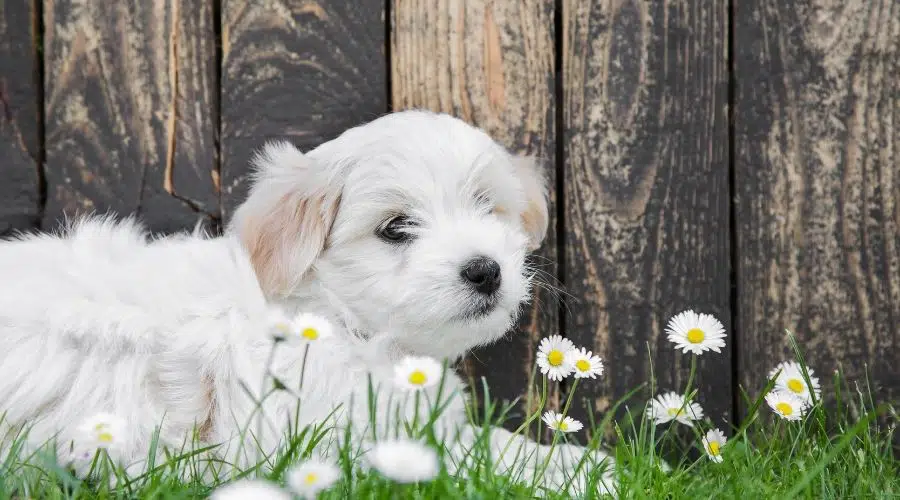 Cachorro blanco sentado en la hierba