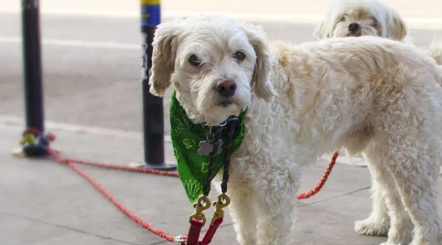 Ancianos rescatan a un perro blanco con correa afuera