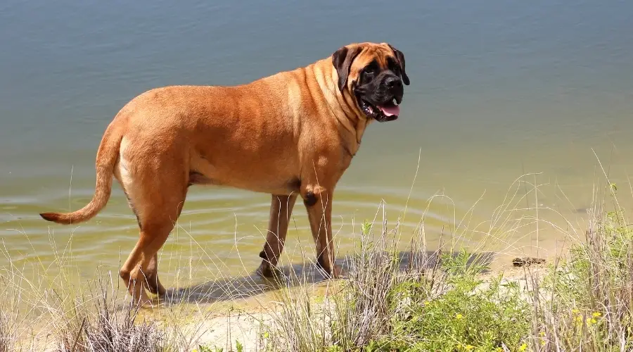 perro en agua