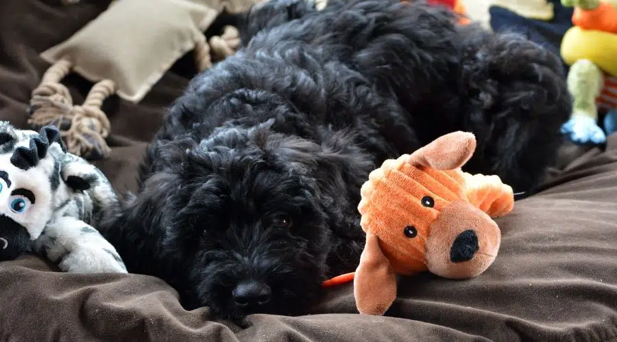 Perro negro durmiendo con juguetes