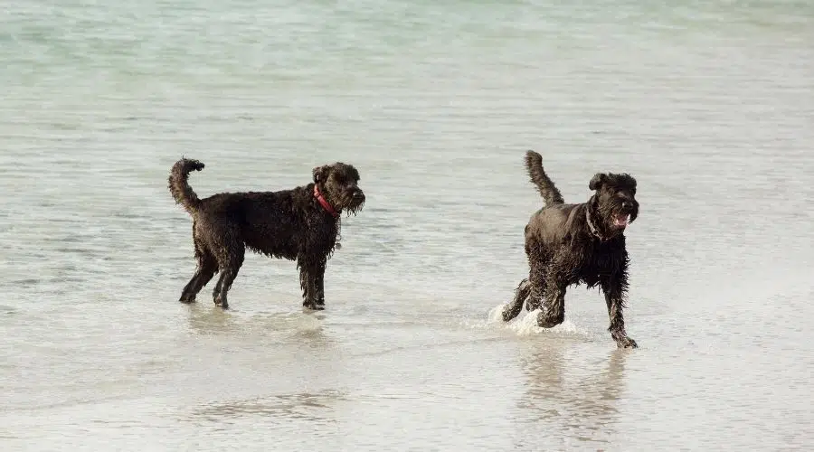 2 perros en agua