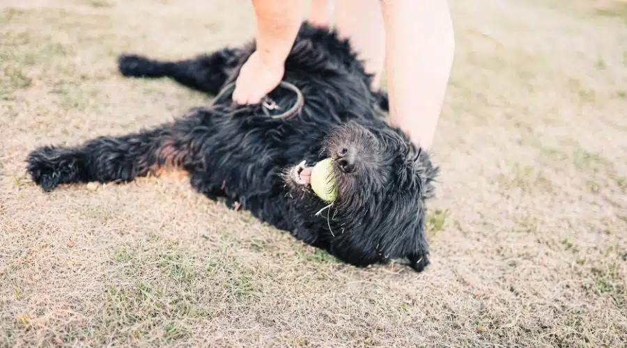 Cachorro jugando con una pelota