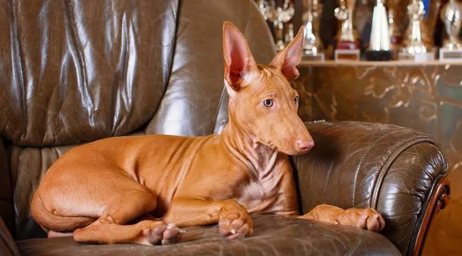 Perro marrón en silla