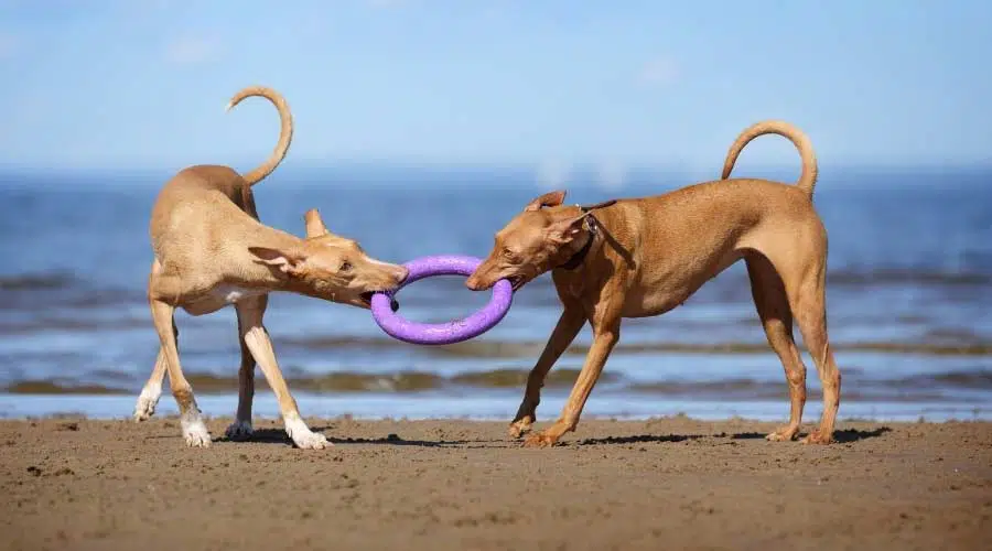 Perros del faraón jugando con juguetes en la playa