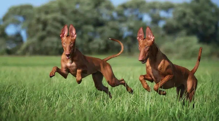 Perros corriendo en el campo