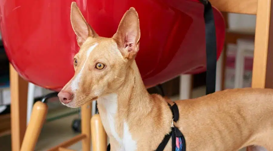 Perro ligero junto a una silla con correa