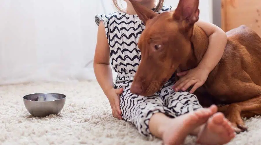 Perro marrón con cabrito y cuenco.