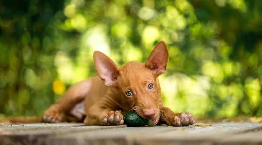 Cachorro masticando un juguete