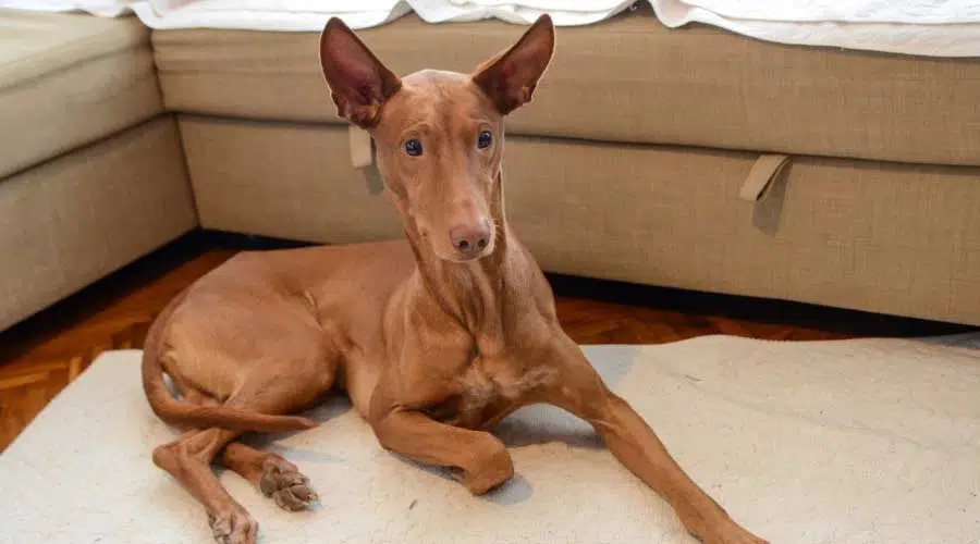 Perro alerta en el salón sobre una alfombra