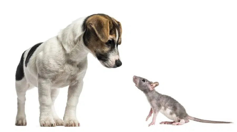 Rat Terrier con una rata