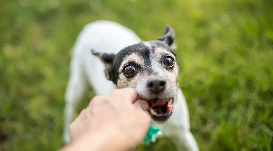 Rat Terrier jugando con una pelota