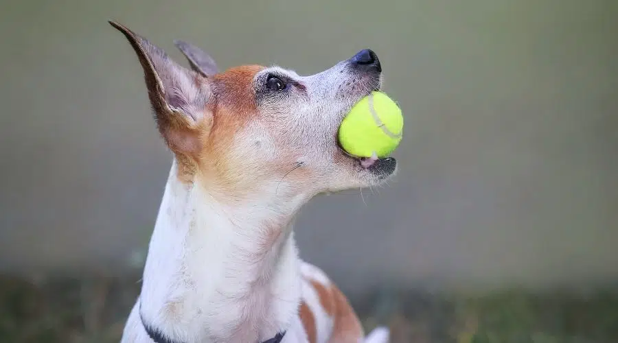 Rat Terrier jugando con una pelota