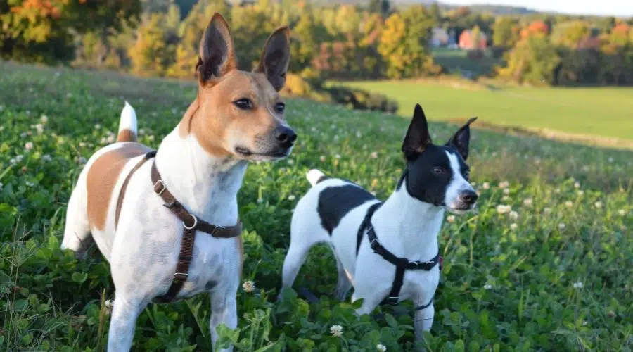 Dos Rat Terrier en varios colores de pie en la hierba