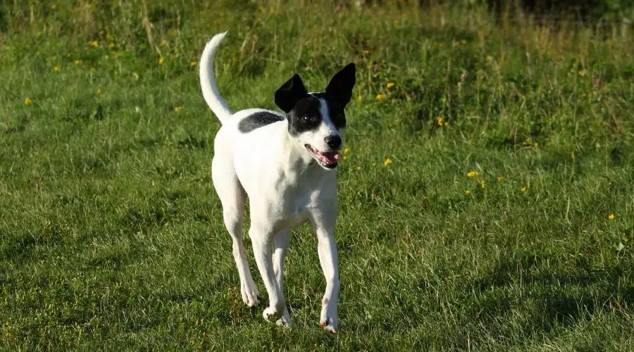 Rat Terrier corriendo en la hierba