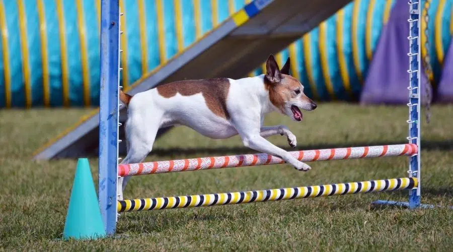 Rat Terrier saltando por encima del obstáculo del curso de agilidad 