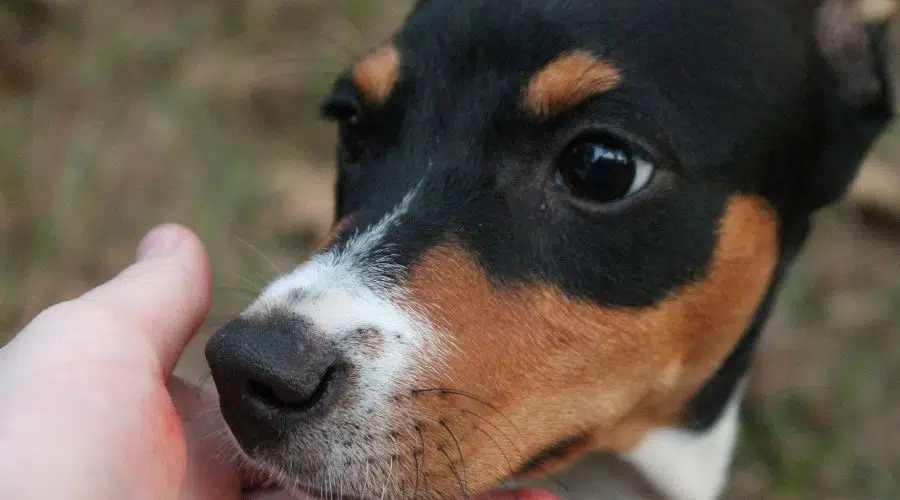 Rat Terrier boca arriba de cerca