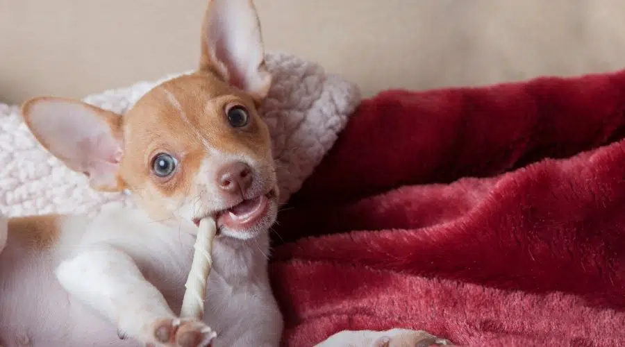 Rat Terrier comiendo un hueso