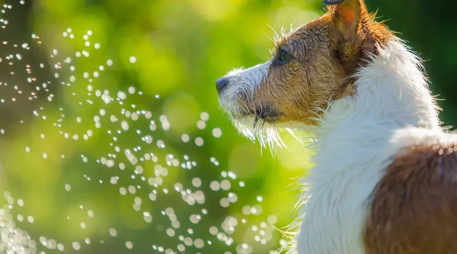 Terrier de rata en agua