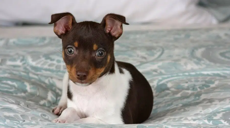 Cachorro Rat Terrier en la cama