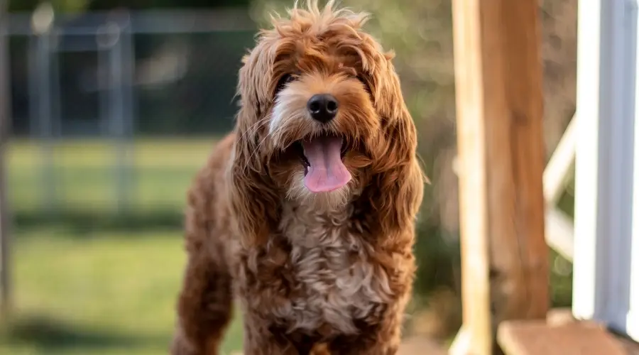 Perro de pelo dorado sentado afuera