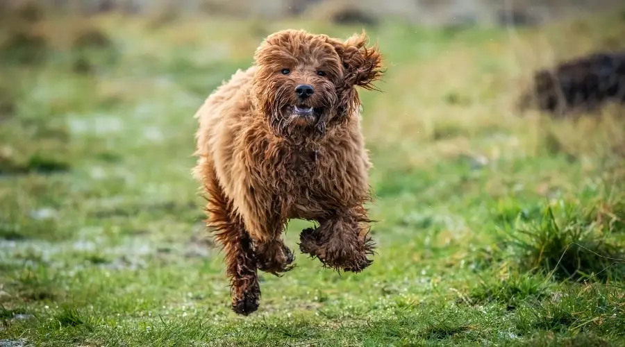 Perro recubierto de oro rojo corriendo en la hierba