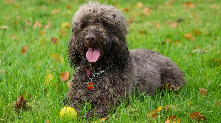 Perro marrón tendido en la hierba con pelota