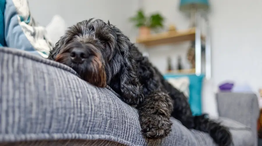 Perro negro en un acogedor sofá