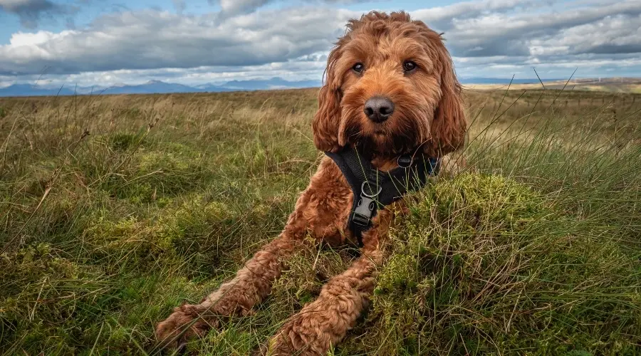 Perro recubierto de rojo tendido en el campo con el arnés puesto