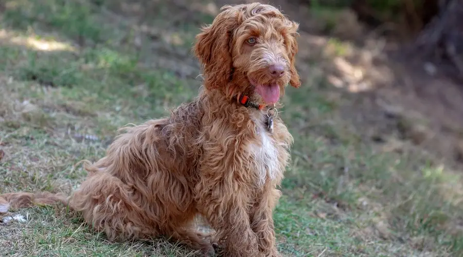 Perro de pelo dorado y blanco en entrenamiento